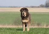 DOGUE DU TIBET 322